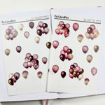 Transparent Matte Stickers - Birthday Collection - Decorative Balloons